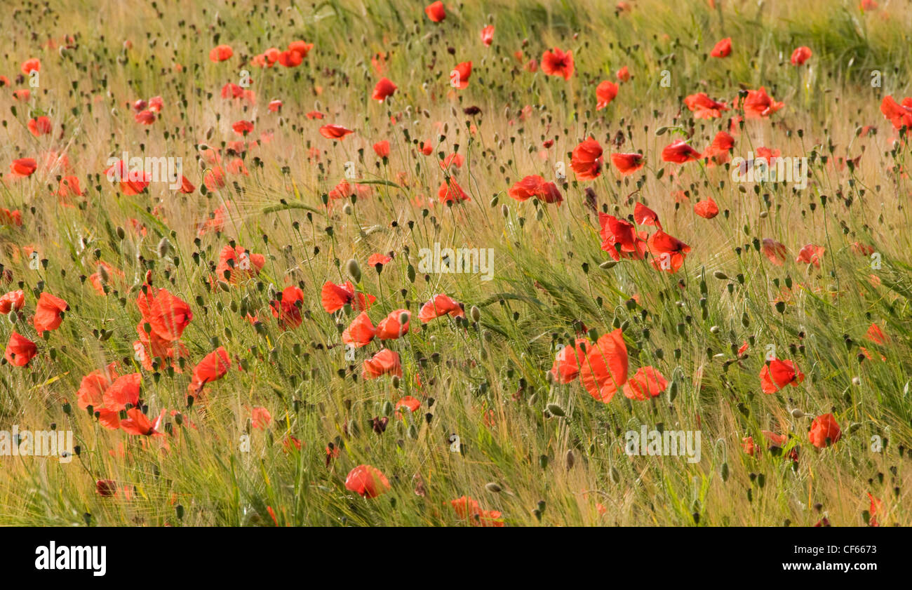 A view of a Poppy field (Papaver Rhoeas in Norfolk. Stock Photo