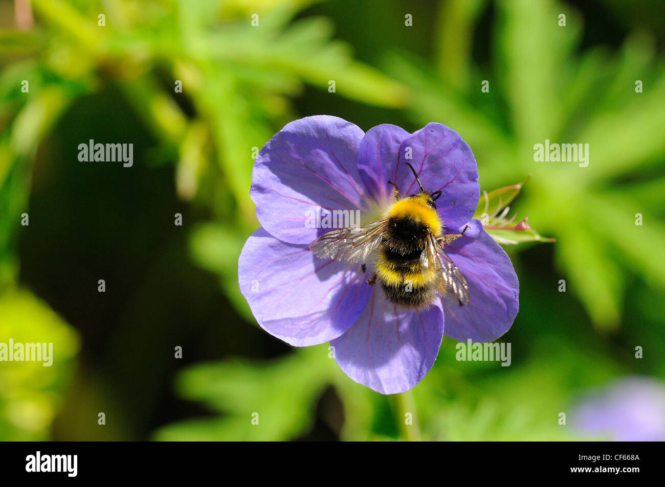 A Bumble Bee (Bombus Pratorum) feeding on a geranium flower. Stock Photo