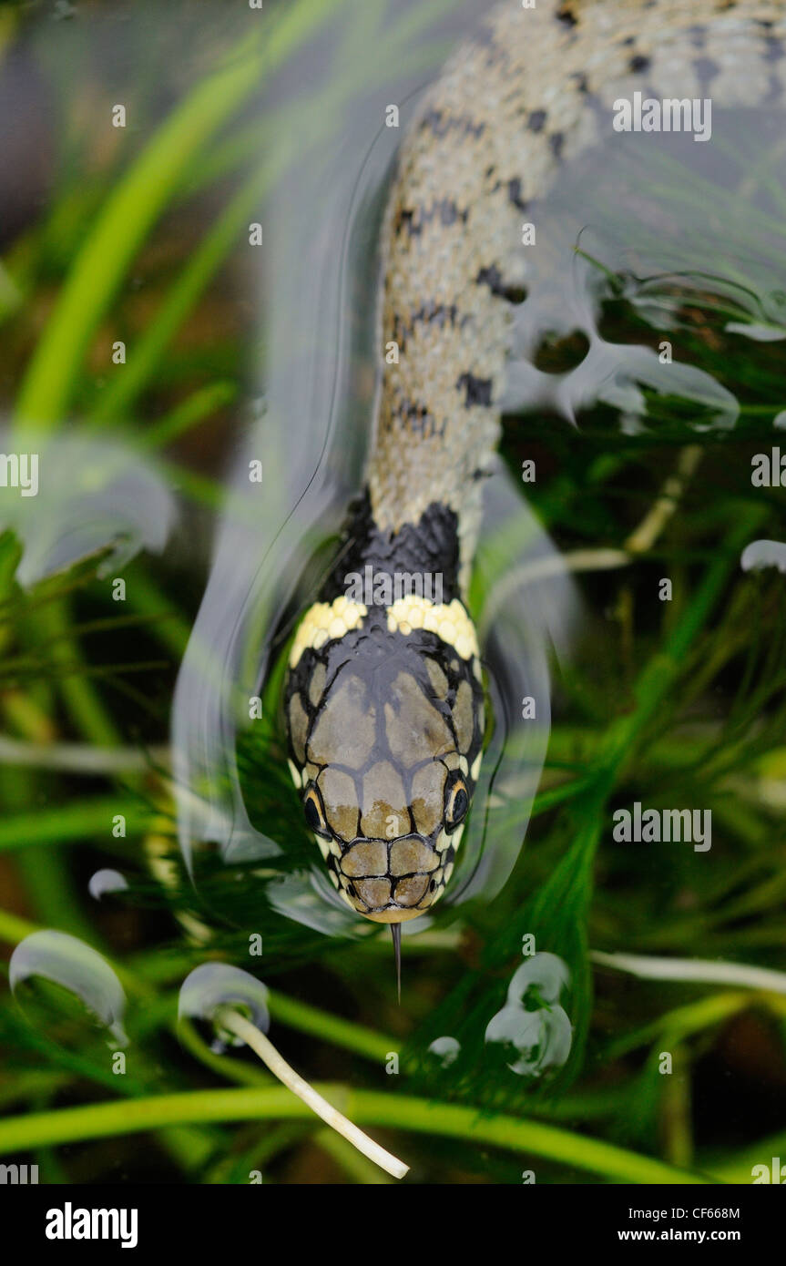 A Grass Snake (Natrix Natrix)  in water. Stock Photo