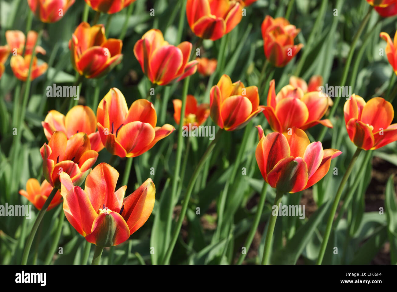 closeup of flowerbed with bright beautiful orange tulips, Threecolored Beauty sort Stock Photo