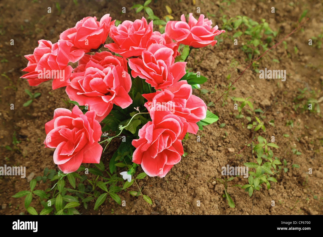 non-natural bouquet of red roses in ground on grave, plants Stock Photo