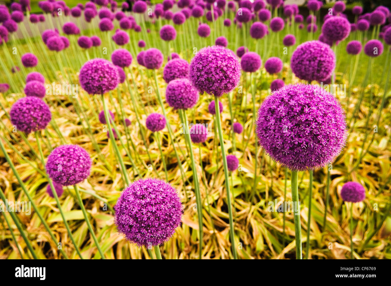Violet round flowers at Kew Gardens. Stock Photo