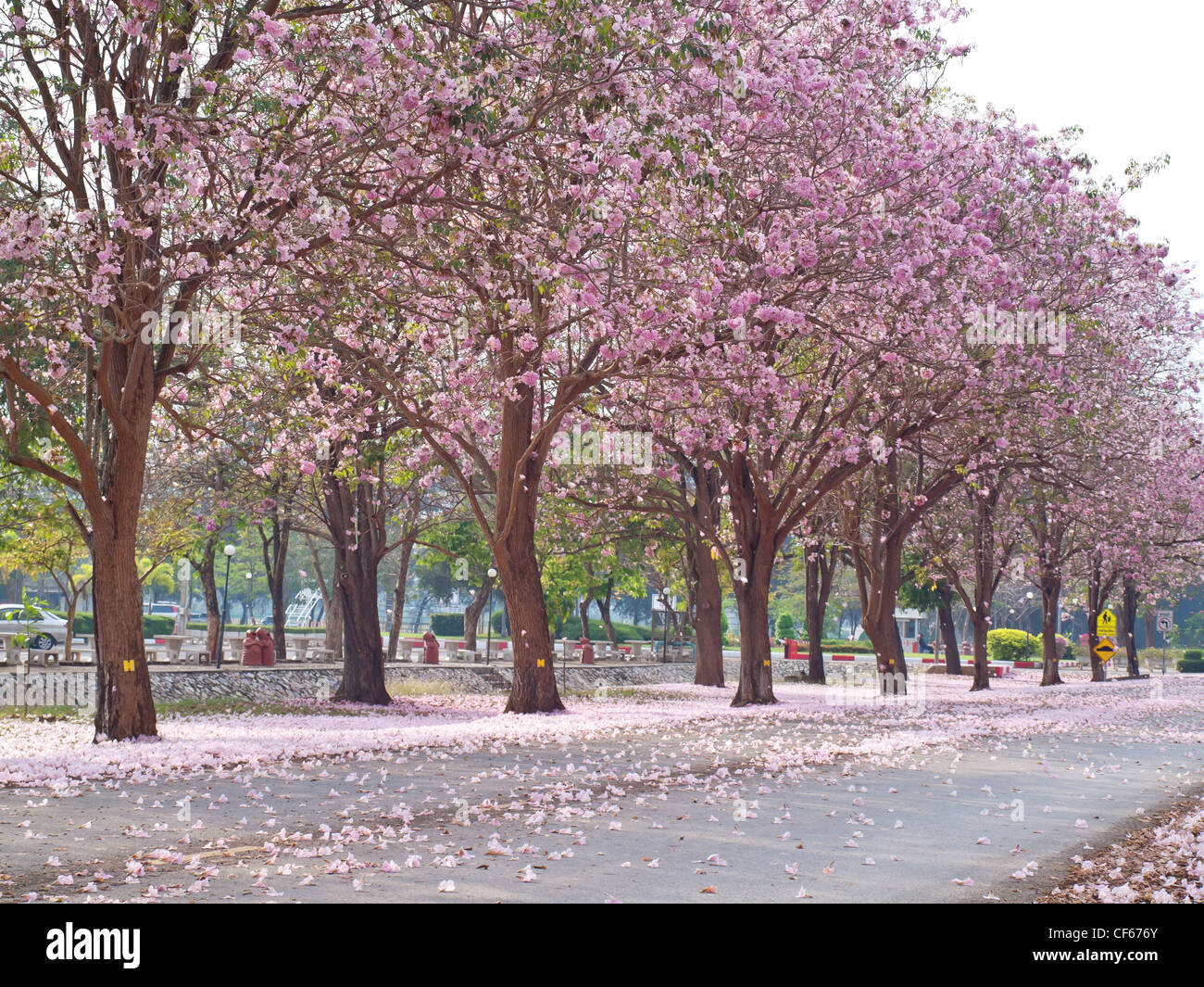 Pink trumpet tree blooming in valentine's day like sweet dream Stock Photo