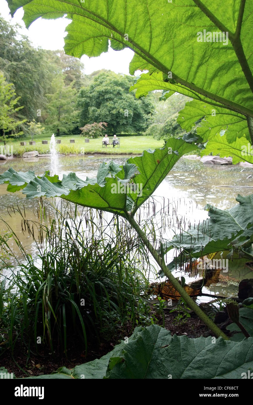 IRELAND, Cork, Ballymaloe Cookery School Gardens, Shanagarry Stock