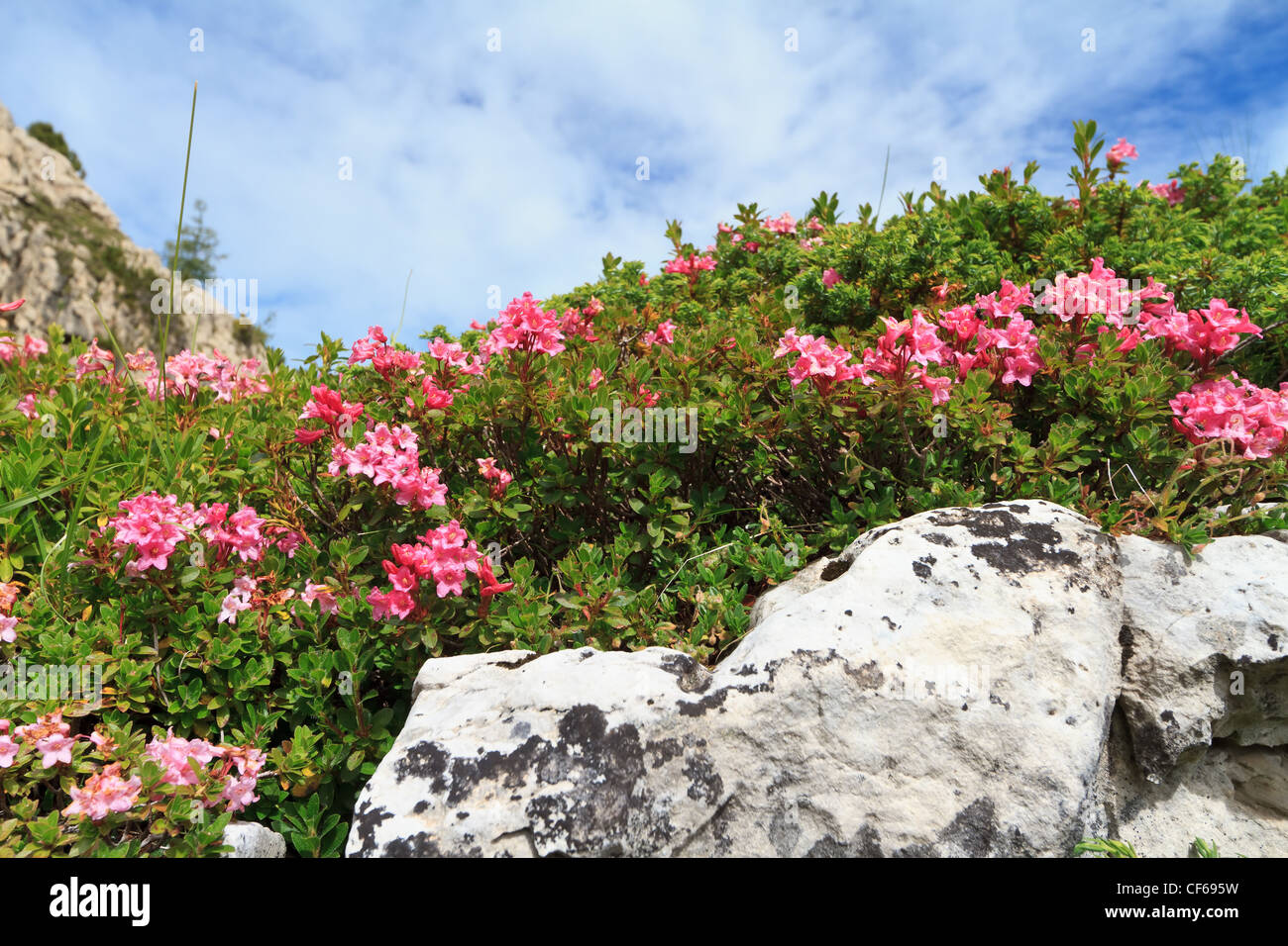 alpine landscape on summer with rhododendron plants between rocks Stock Photo