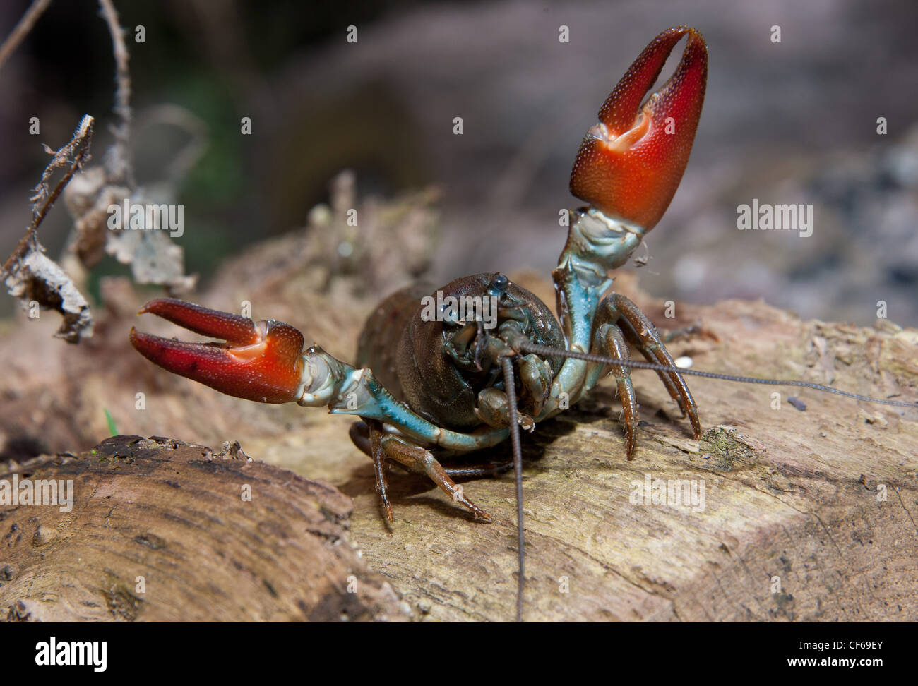 American Signal Crayfish, Pacifastacus leniusculus, UK Stock Photo Alamy