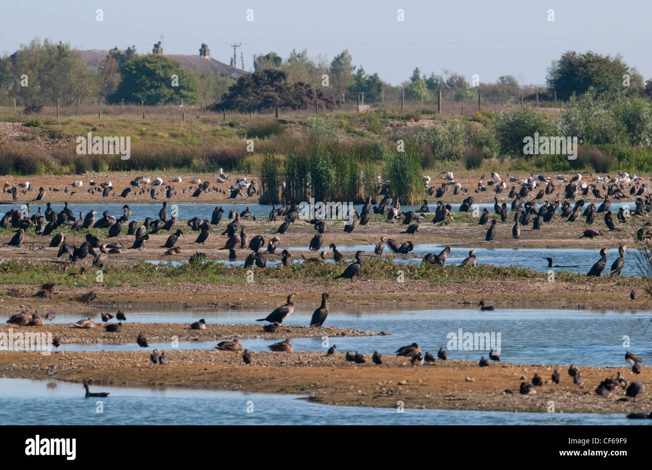 Cormorant problem hires stock photography and images Alamy