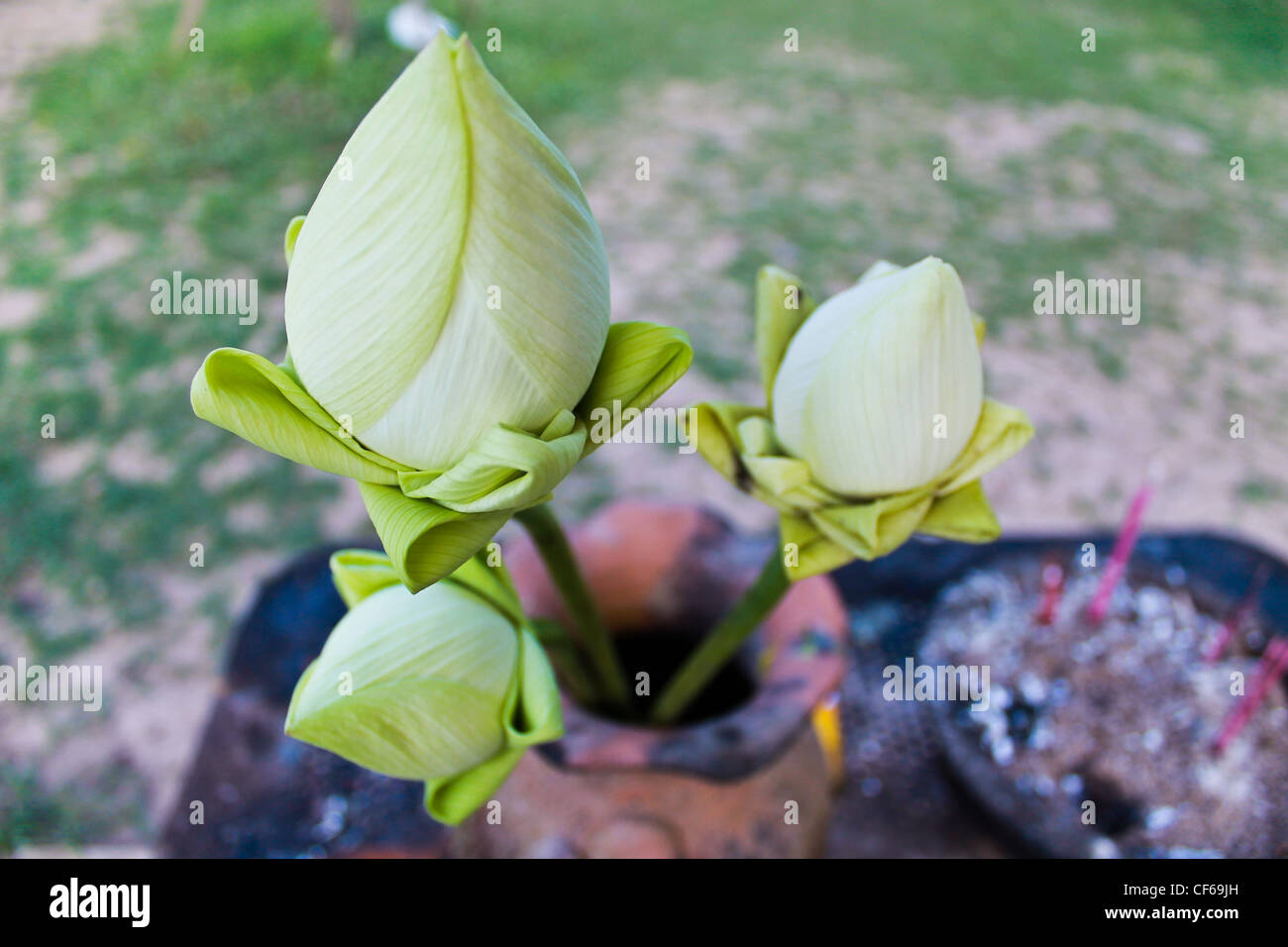 Lotus Buddha statue Stock Photo Alamy