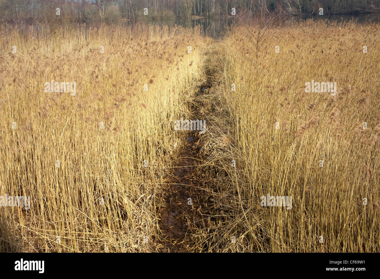Phragmites reed bed Stock Photo