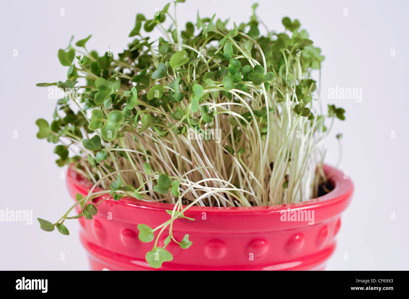 Sprouts - broccoli Stock Photo - Alamy