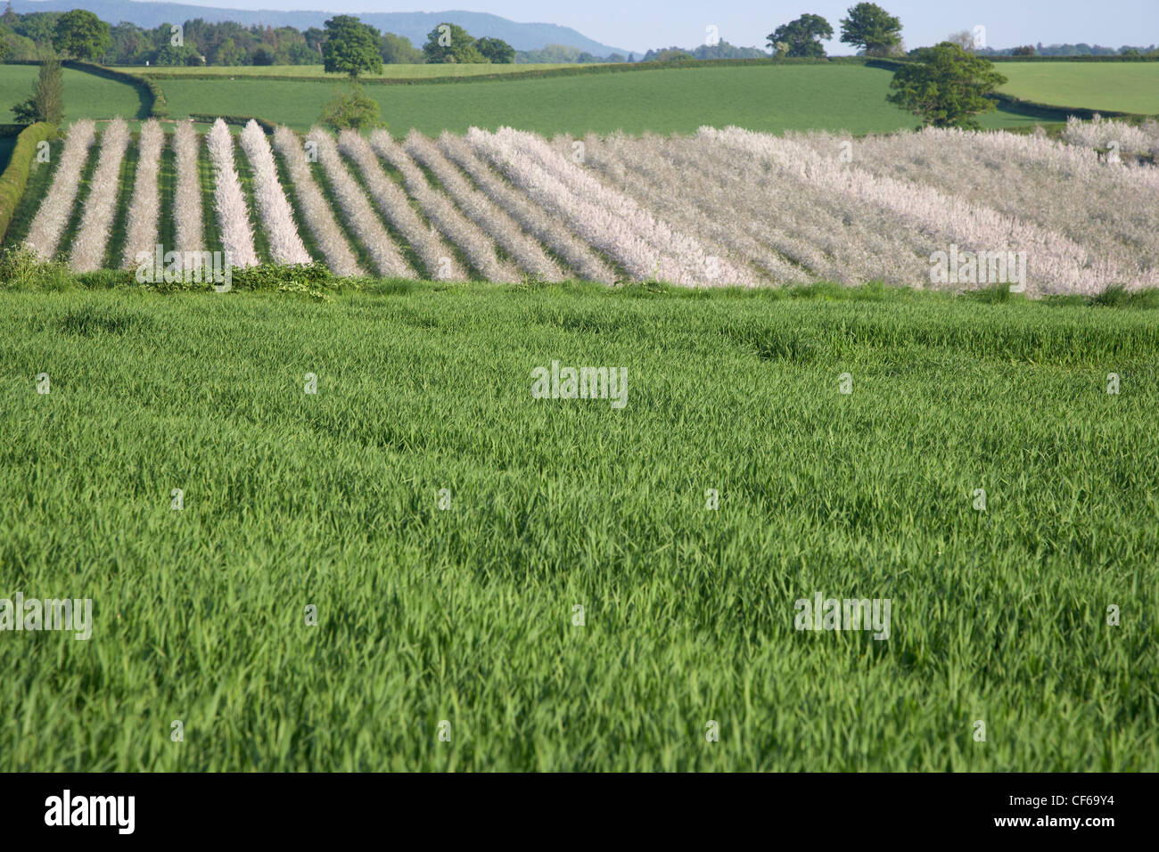 A view across fields and apple orchards in Herefordshire. Stock Photo
