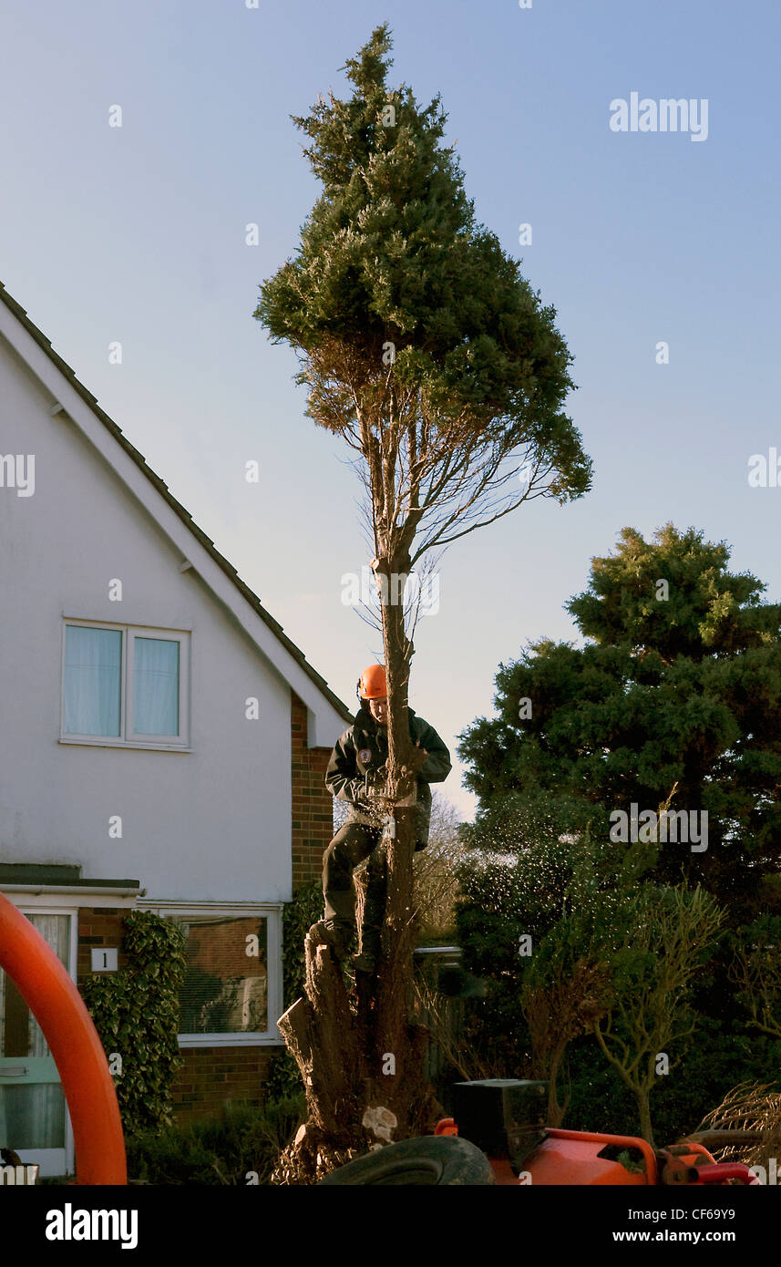 Tree surgeon working on garden conifer tree Stock Photo