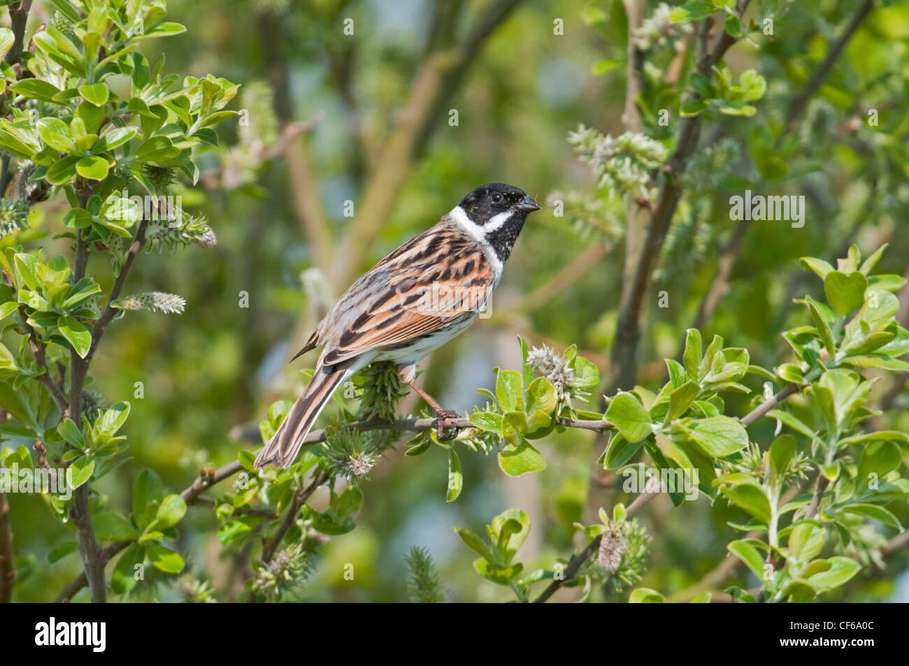 Male Reed Bunting feeding on Willow seeds, Dungeness RSPB reserve, Kent, UK Stock Photo