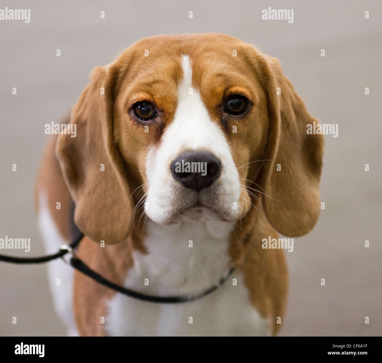 Head of a beagle dog Stock Photo