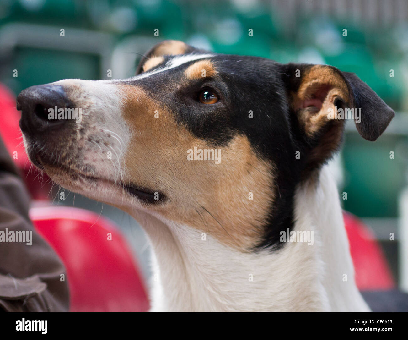 Smooth coated collie Stock Photo