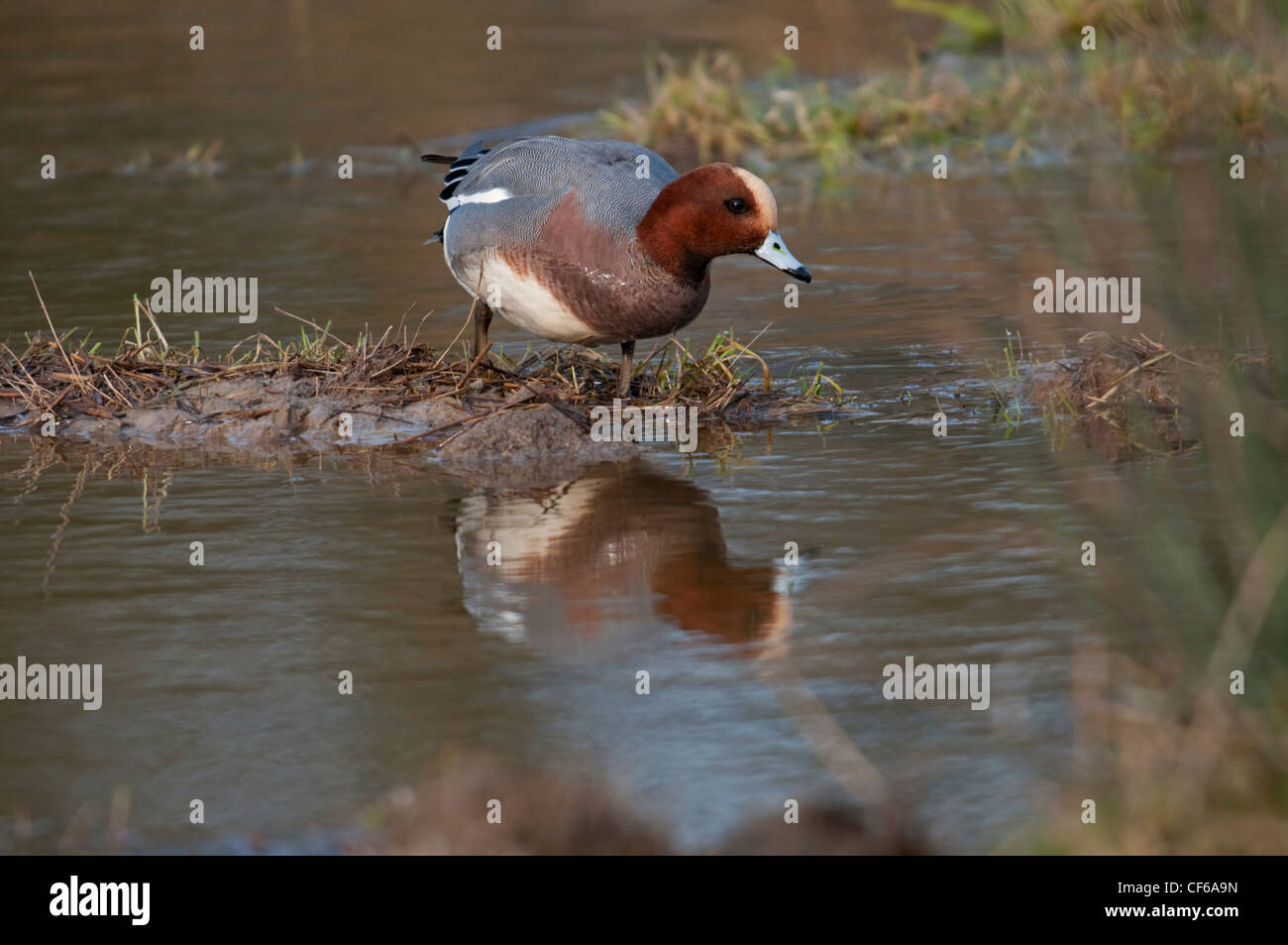 Wigeon feeding, reflected in water Stock Photo