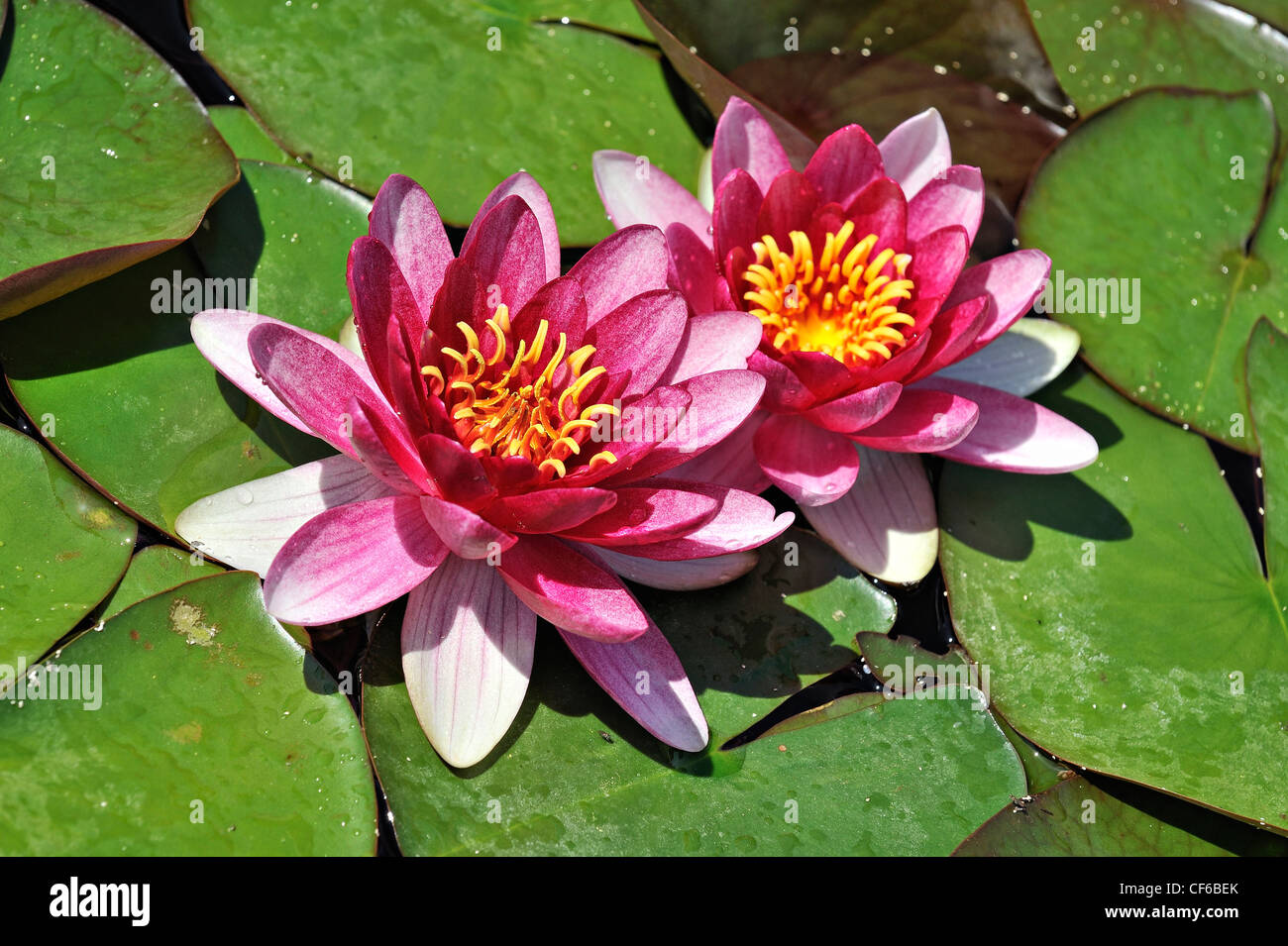 Water lily. Stock Photo