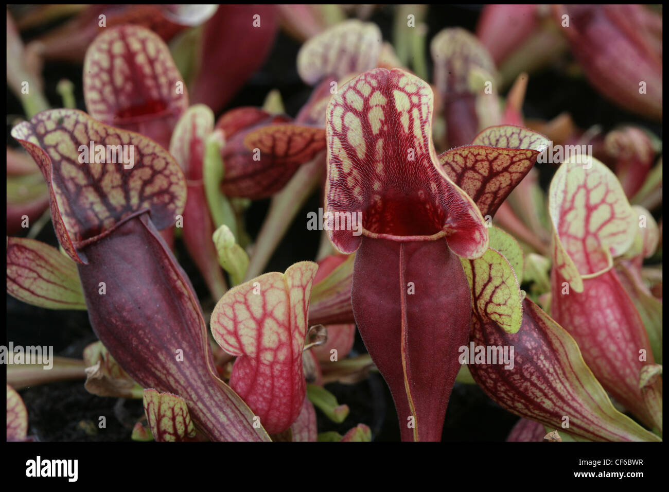 Sarracenia Purpurea (Catesbaei) Stock Photo