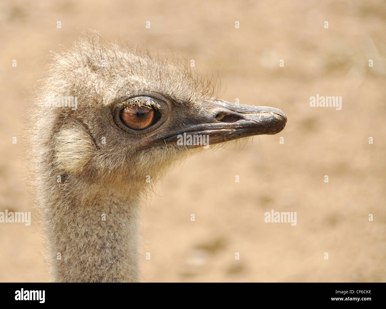 Portrait of an ostrich Stock Photo