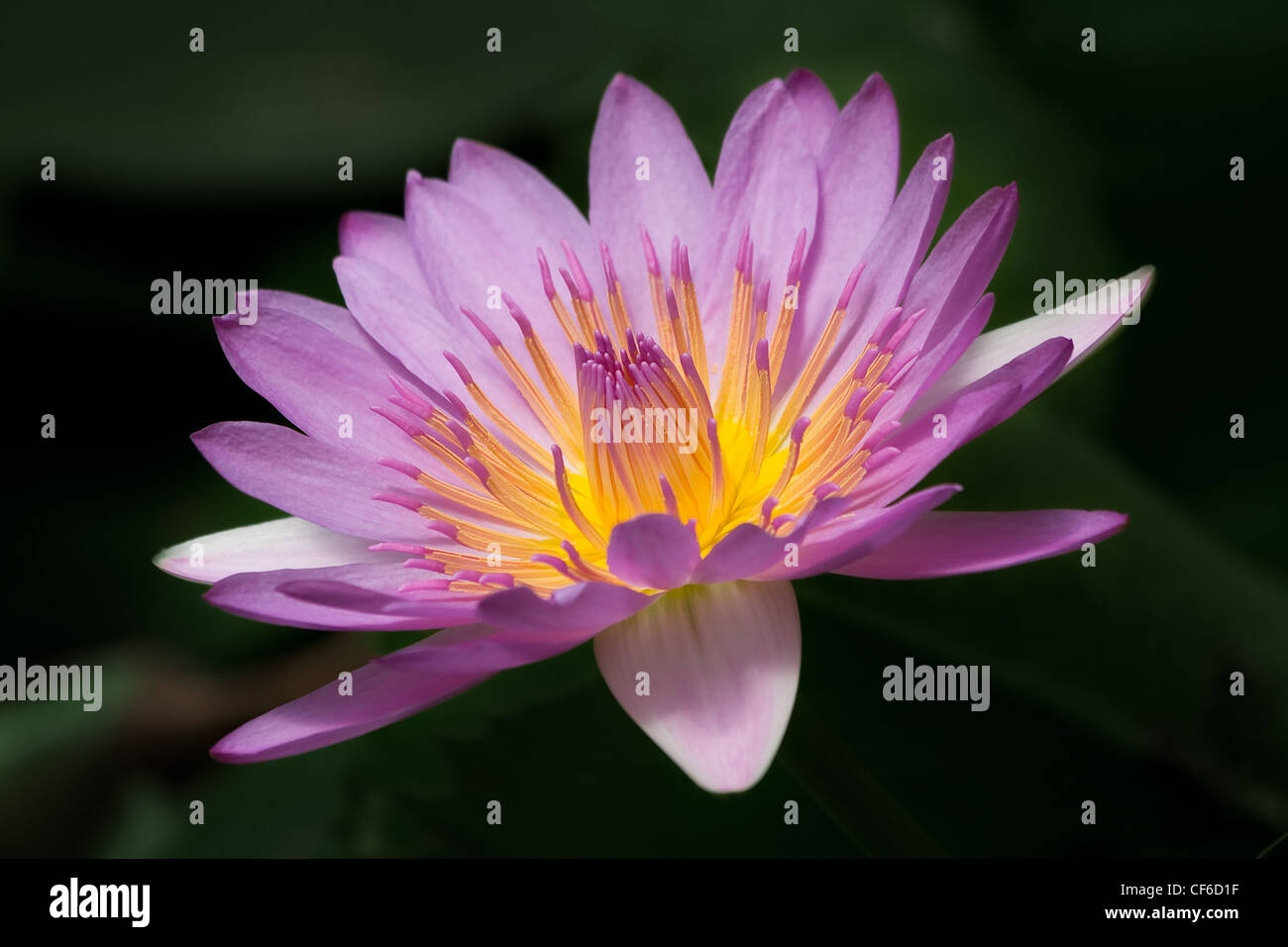 Horizontal closeup image of beautiful purple water lily on black background. Stock Photo