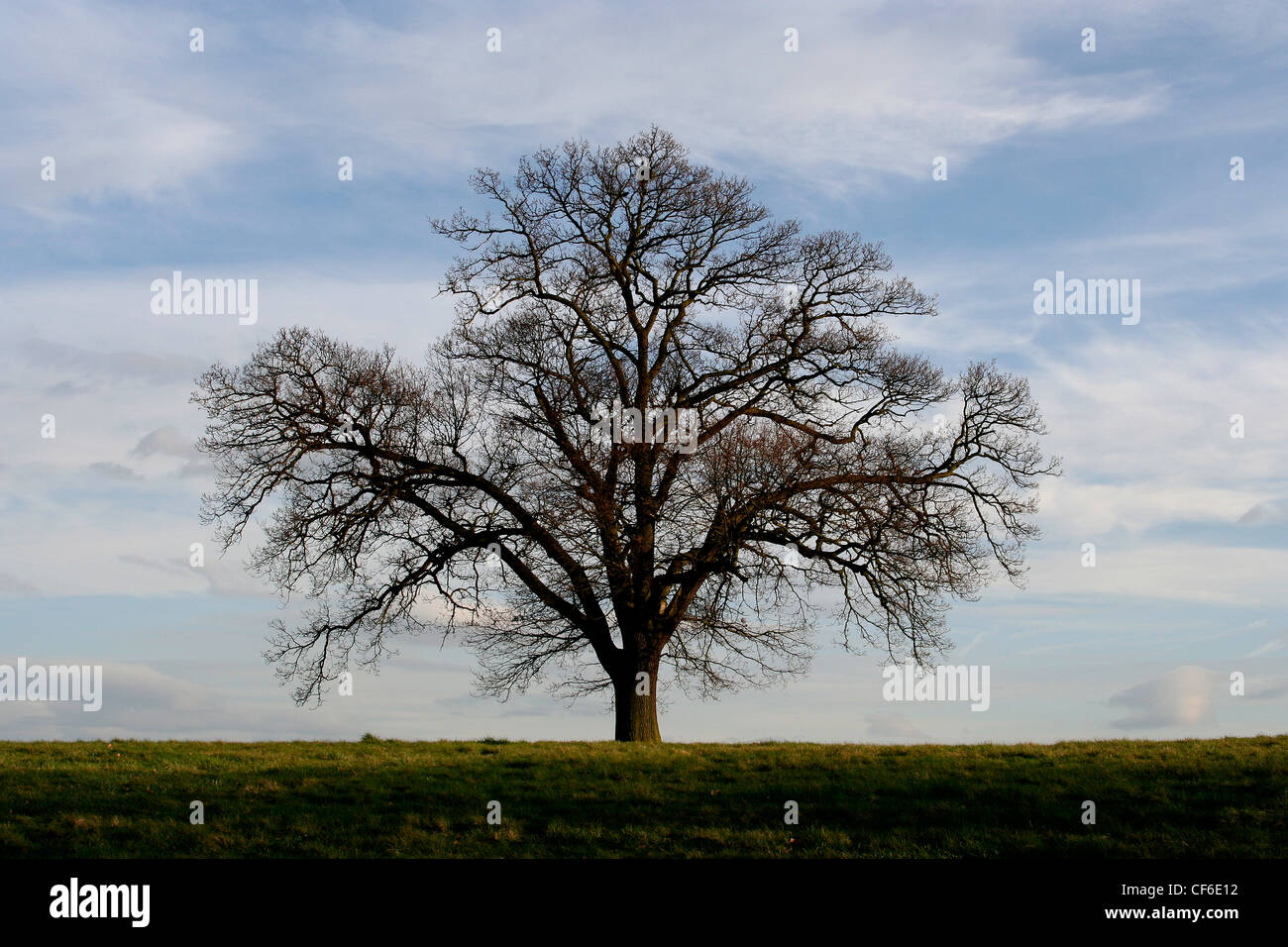 An oak tree in winter. One of Britain's longestliving trees, spanning