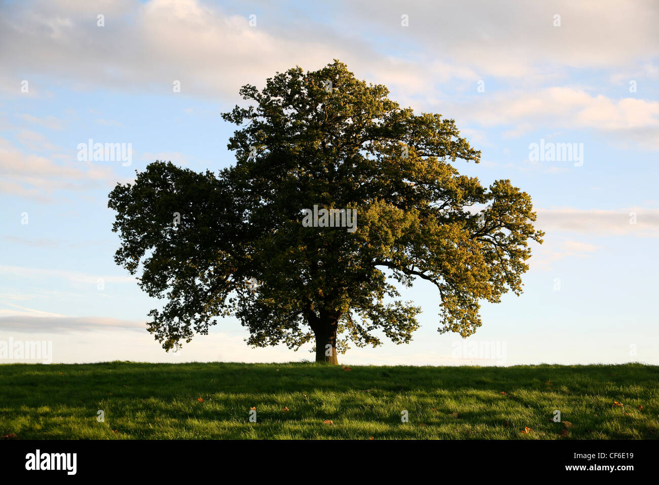 An oak tree in summer. One of Britain's longestliving trees, spanning