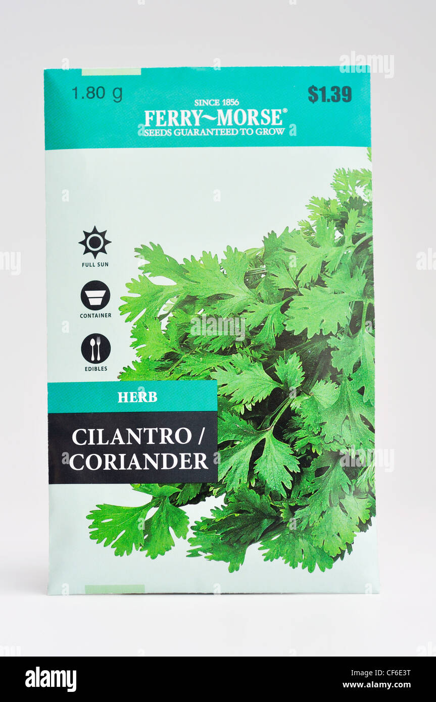 Herb seed packet Coriander Coriandrum sativum, also called cilantro