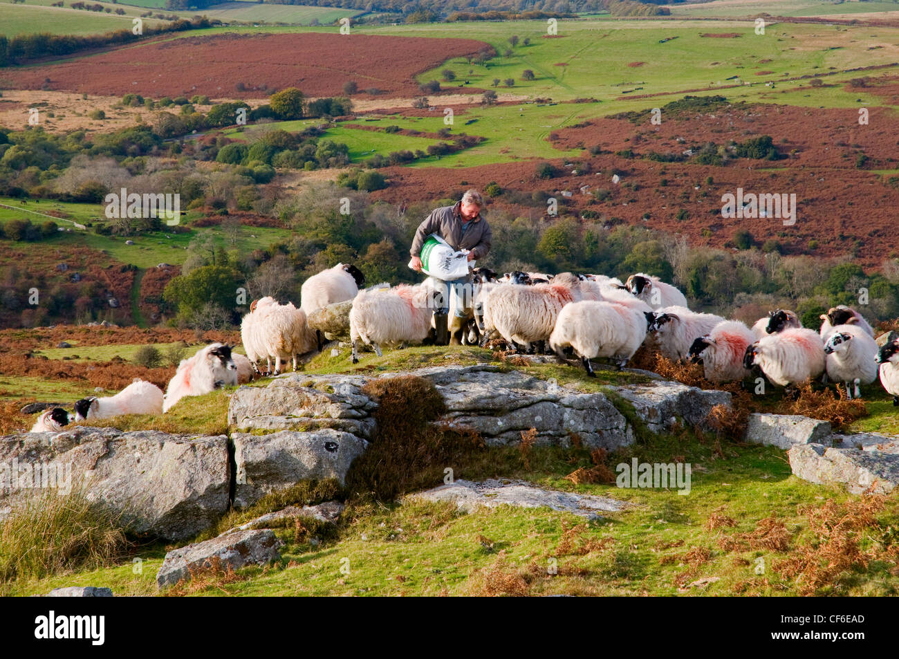 A farmer feeding his sheep near Saddle Tor in Dartmoor National Park. Stock Photo