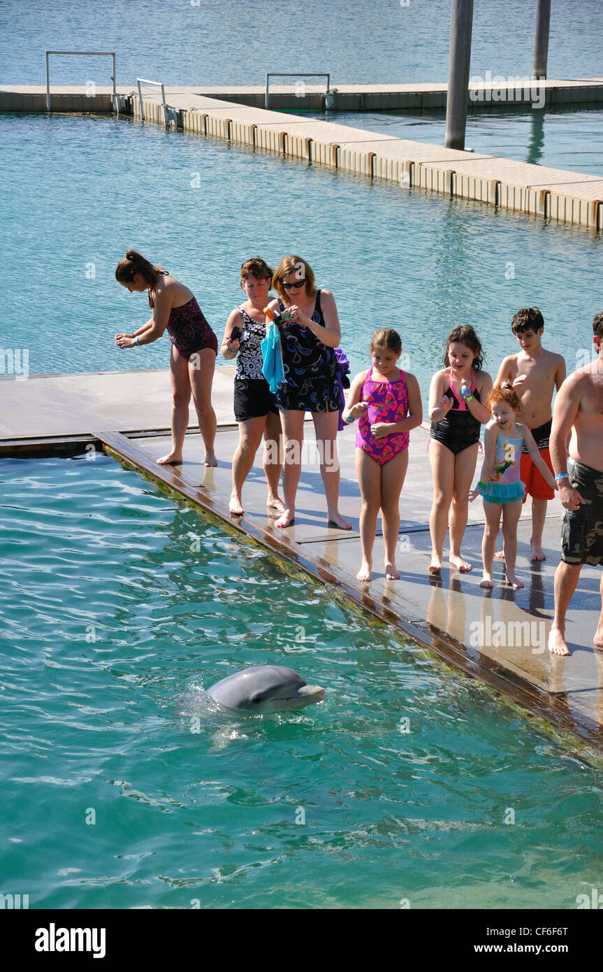UNEXSO Dolphin Close Encounter, Bahamas Stock Photo