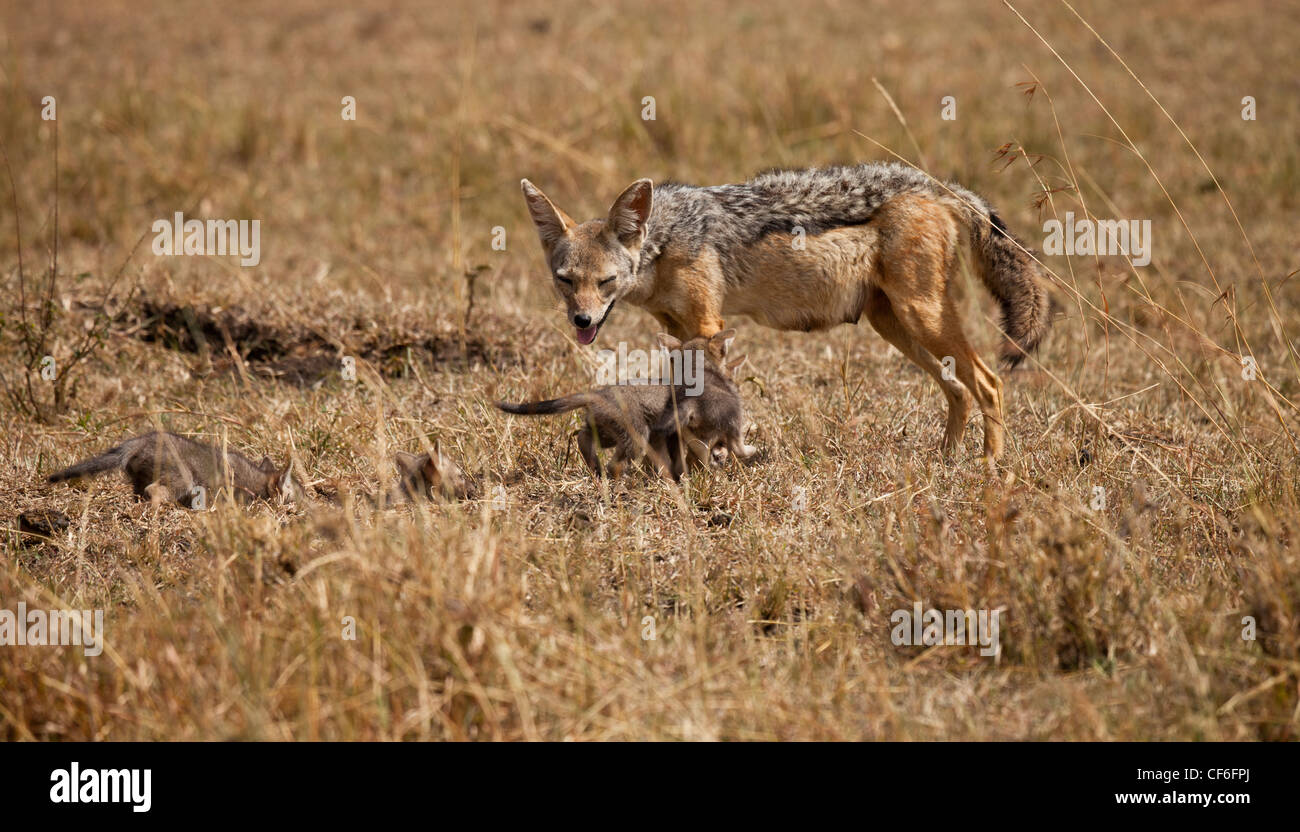 Kenya Masai Mara Black backed Jackal With Cubs At Den Stock Photo 