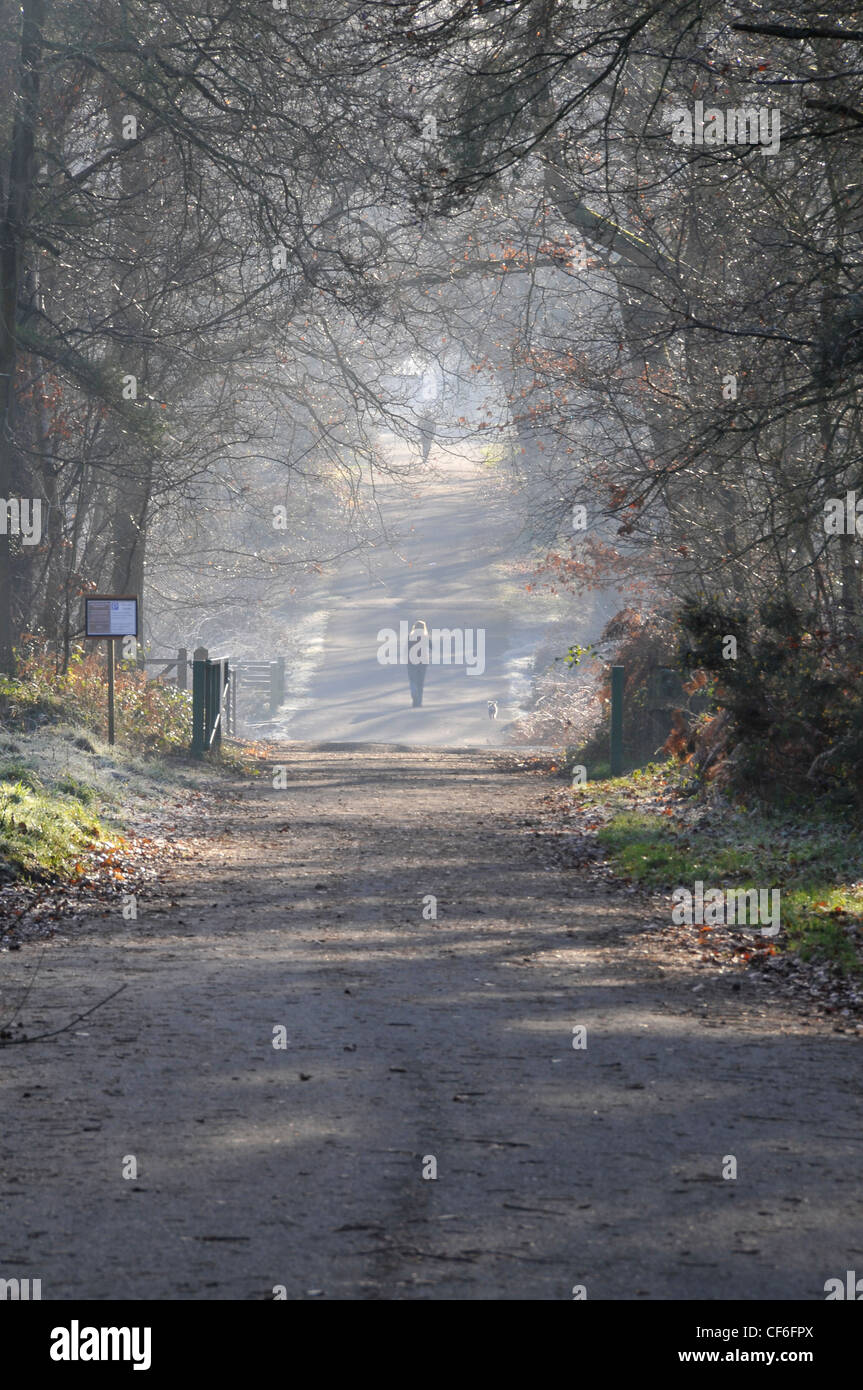 People walking between avenue of trees surrounded in mist or fog very seasonal Stock Photo