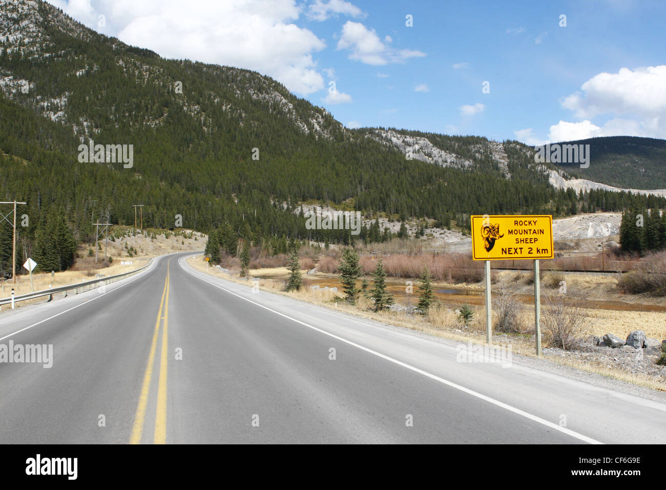 Paved highway.  Rocky Mountain sheep ahead. Stock Photo