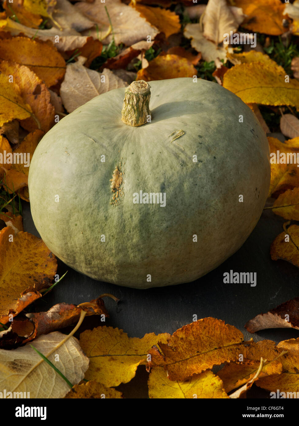 A Crown Prince blue pumpkin lies on a slate, in soft autumn light, surrounded by colourful  leaves. Stock Photo