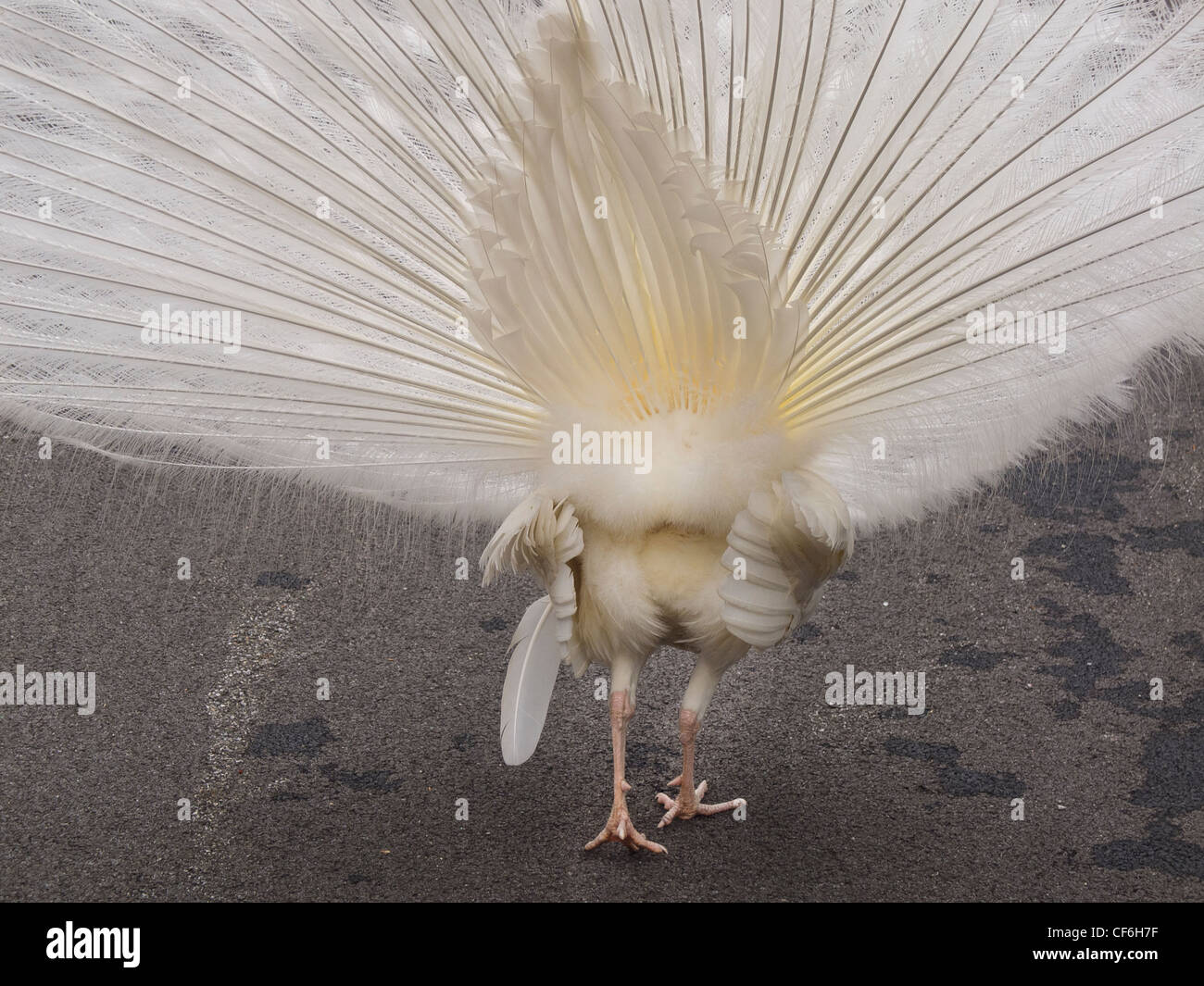 Peacock feet hi-res stock photography and images - Alamy