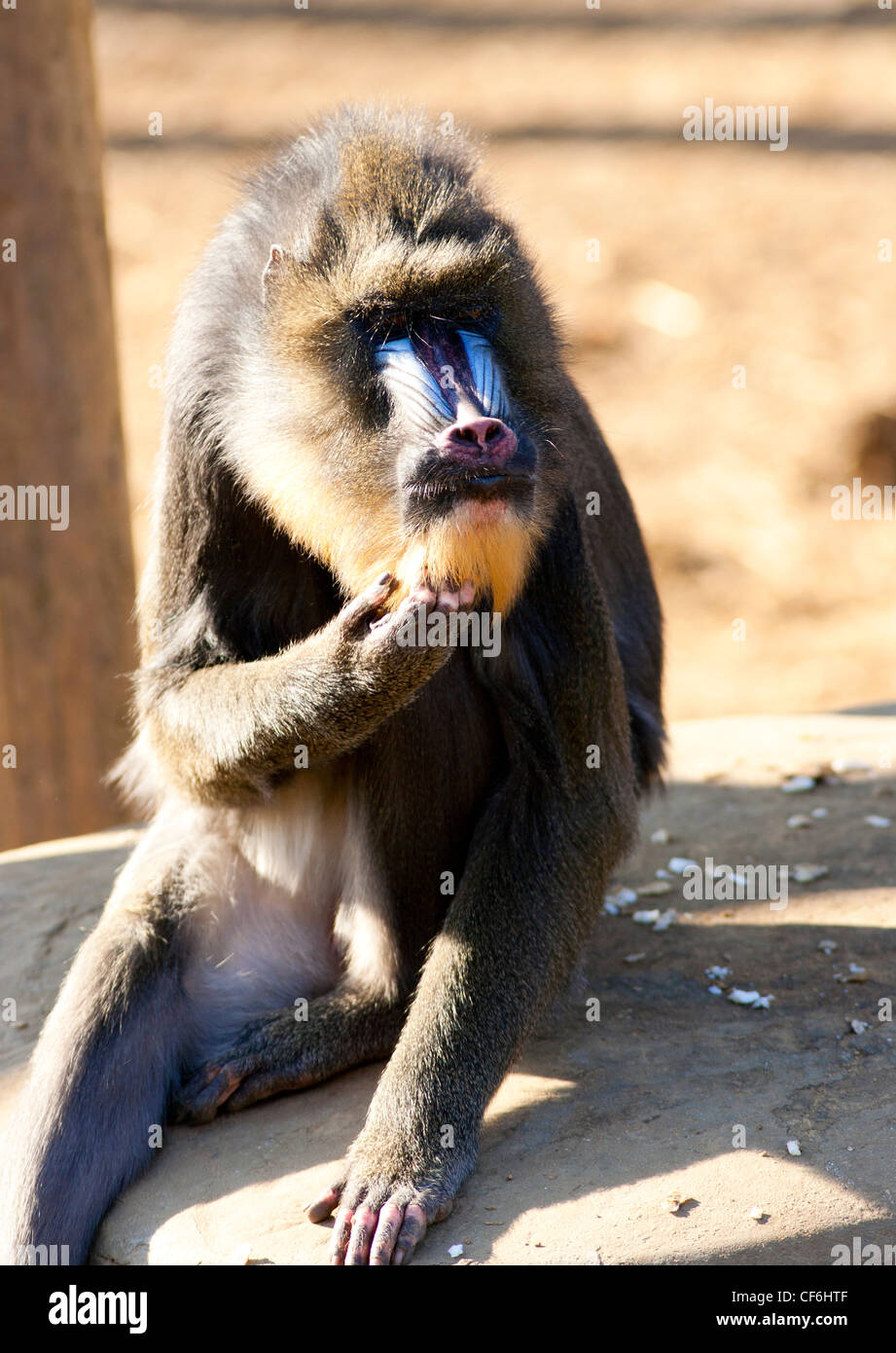 male mandrill scratching his chin Stock Photo