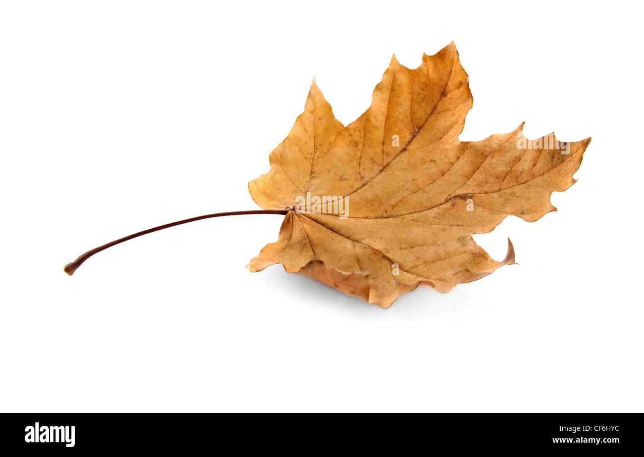 autumn leaf is isolated on a white background Stock Photo - Alamy