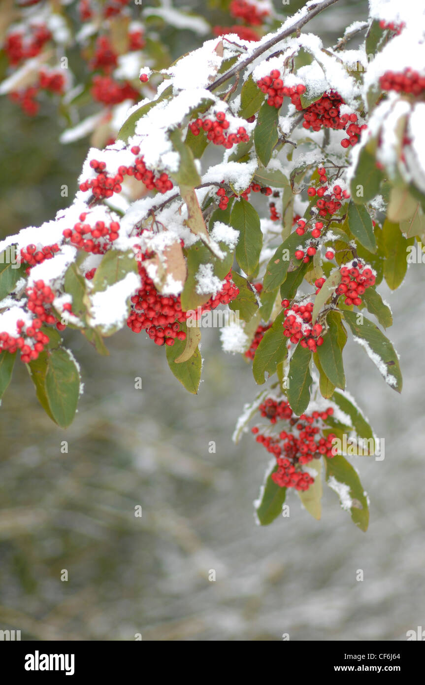 Cotoneaster tree covered in snow Stock Photo