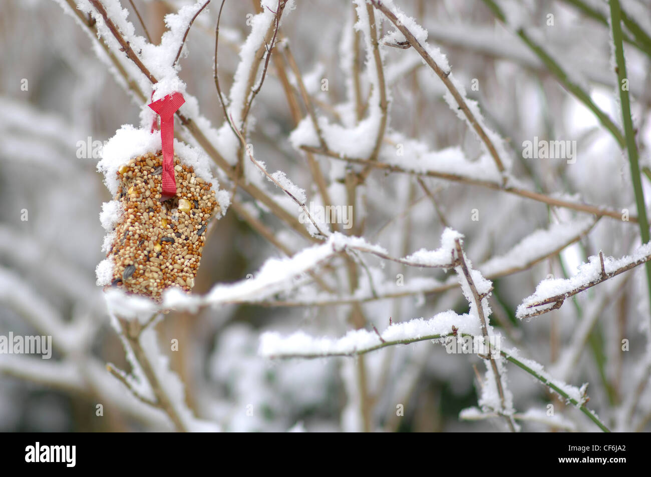 Bird Feeder On Snow Covered Shrub Stock Photo 43786682 Alamy