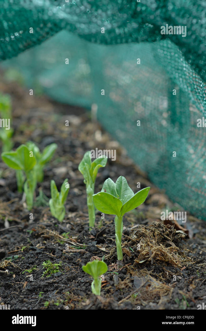 Broad beans grown under tunnel protection Stock Photo