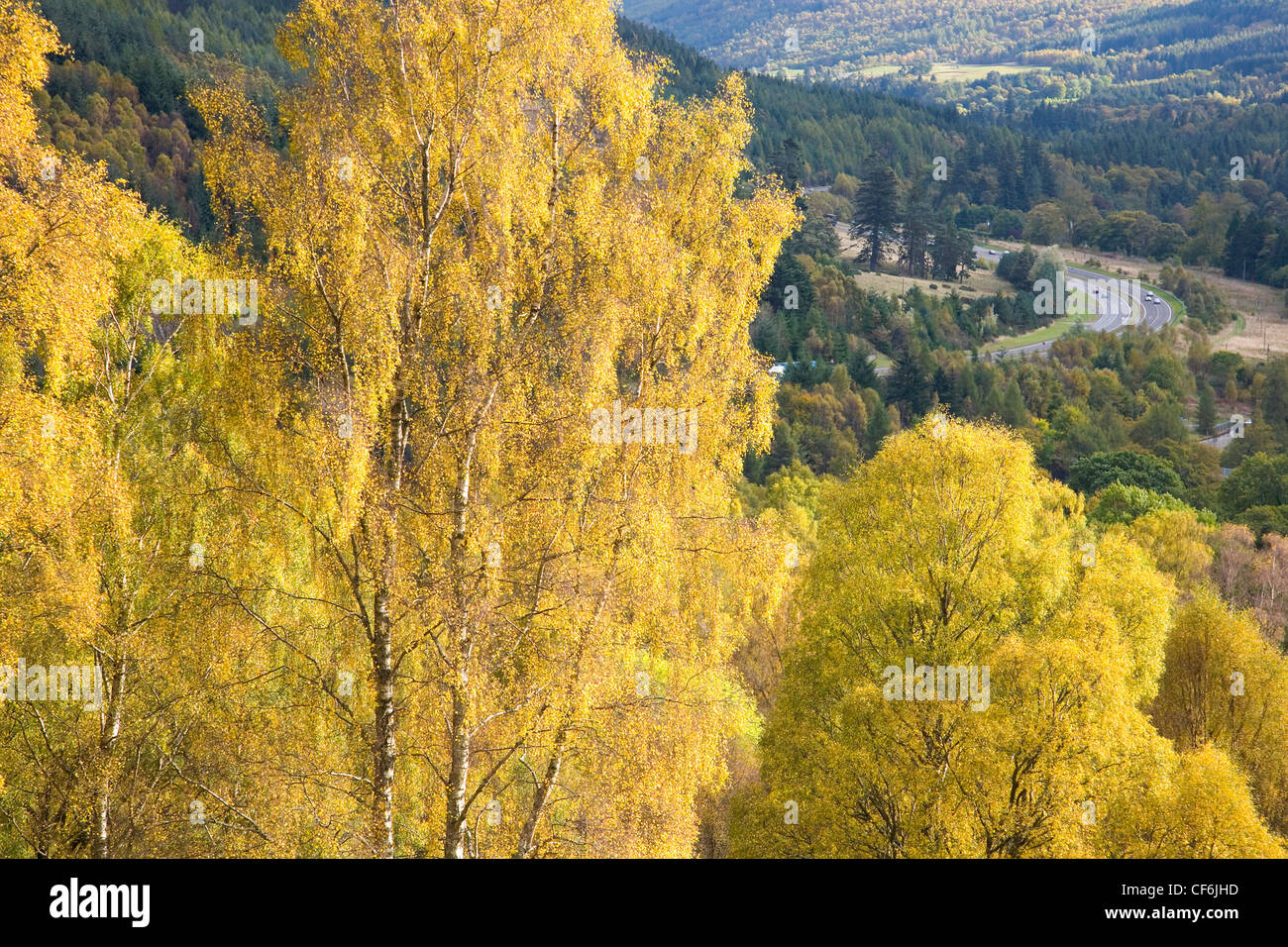 Pitlochry, Perth and Kinross, Scotland. View over forest of silver birch trees to Glen Garry and the A9 trunk road, autumn. Stock Photo