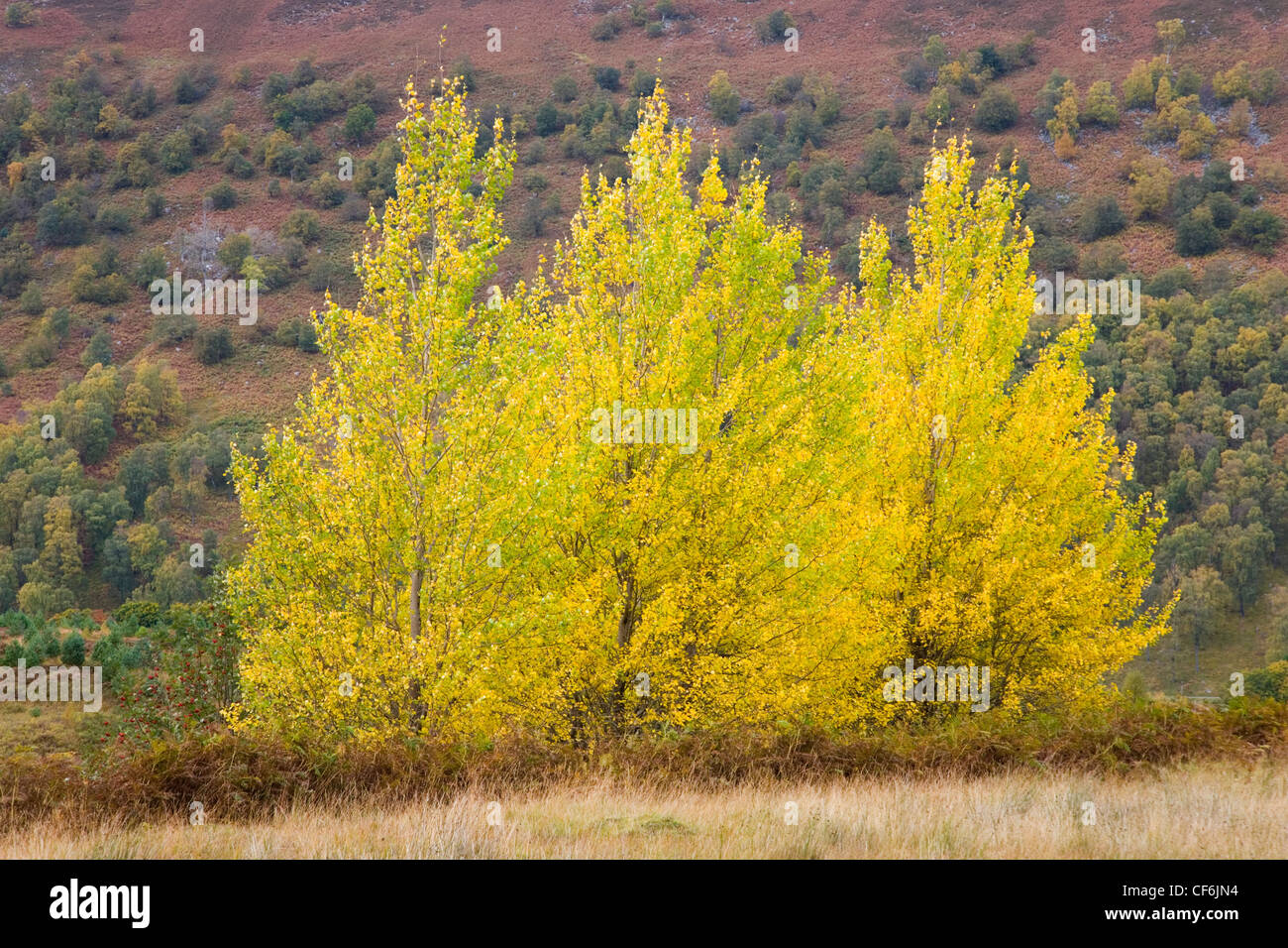 Glen Lyon, Perth and Kinross, Scotland. Silver birch trees (Betula pendula) on hillside, autumn. Stock Photo