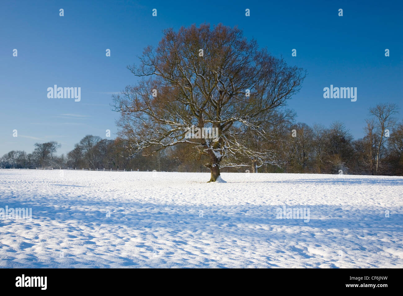 Dormansland, Surrey, England. Oak tree (Quercus robur) in snowcovered
