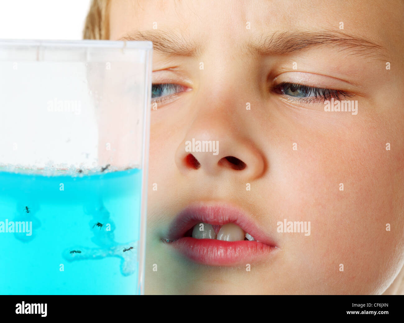 Little boy scrutiny looks into helium aquarium - ant farm - on a white background Stock Photo
