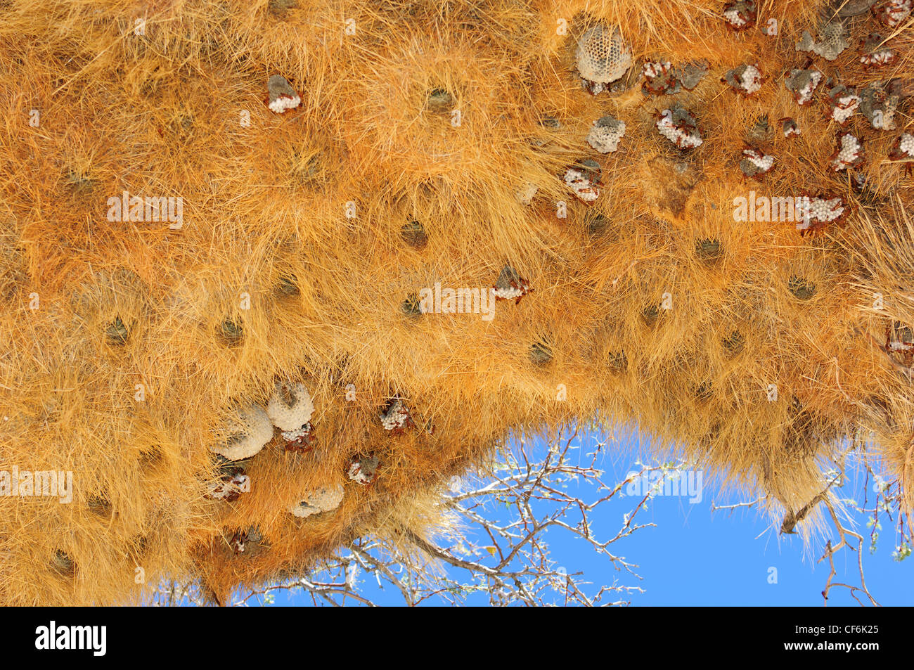 Nests of the sociable weaver (Philetairus socius) provide a good shelter for nesting red wasps.  Namib Desert. Namibia Stock Photo