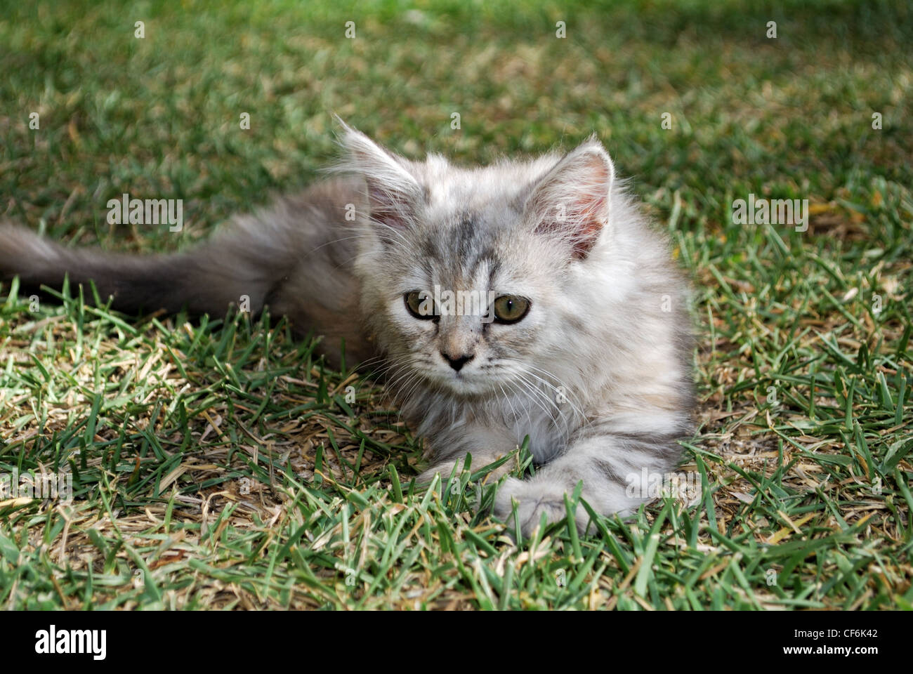 Long Haired Kittens Stock Photos Long Haired Kittens Stock