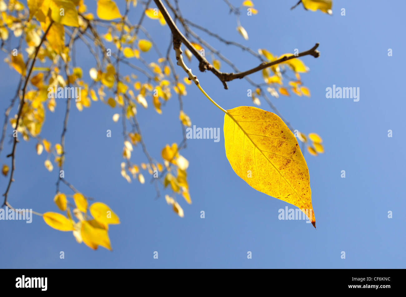 Yellow leaves against blue sky Stock Photo - Alamy