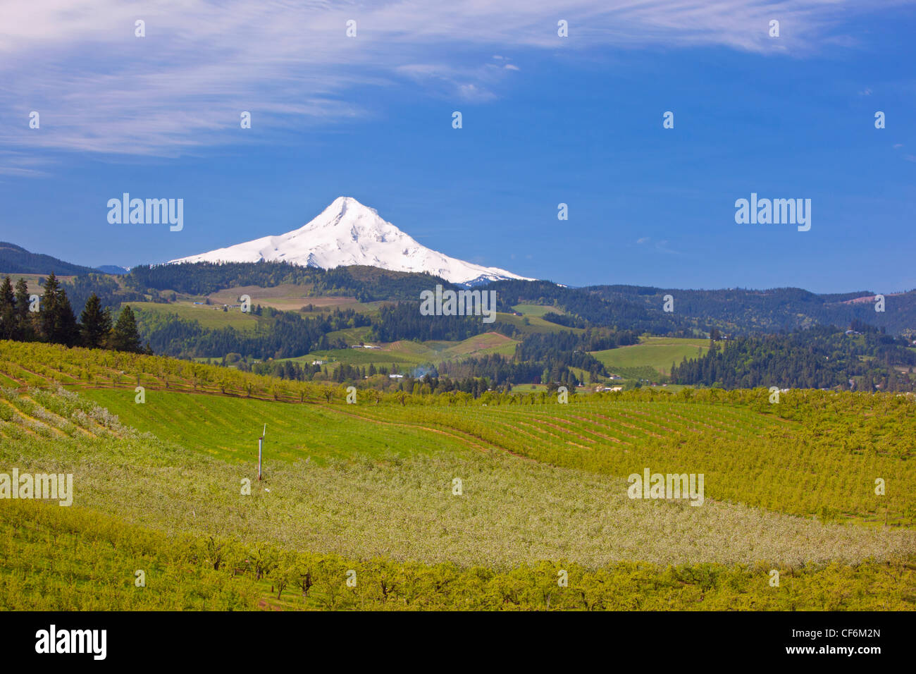 View Of Mount Hood Over A Landscape In The Hood River Valley; Oregon United States Of America Stock Photo