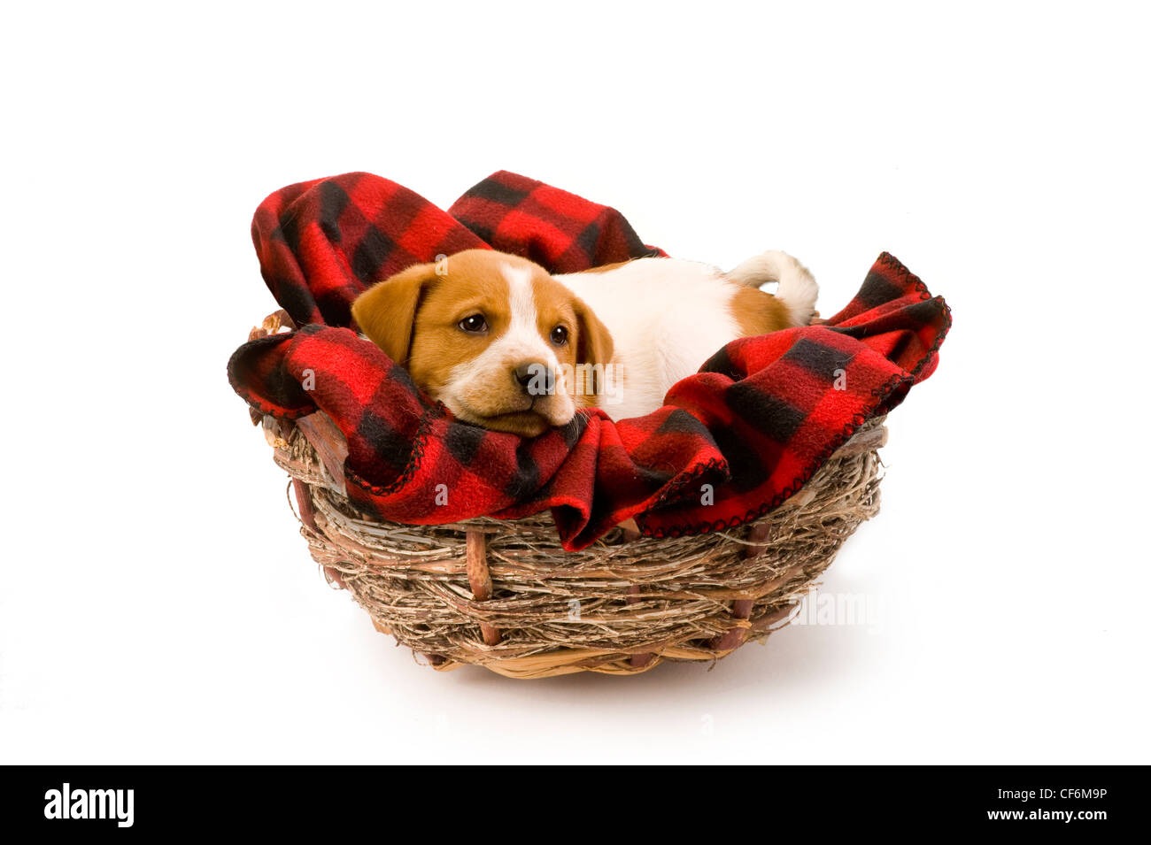 Puppy a nest hi-res stock photography images Alamy