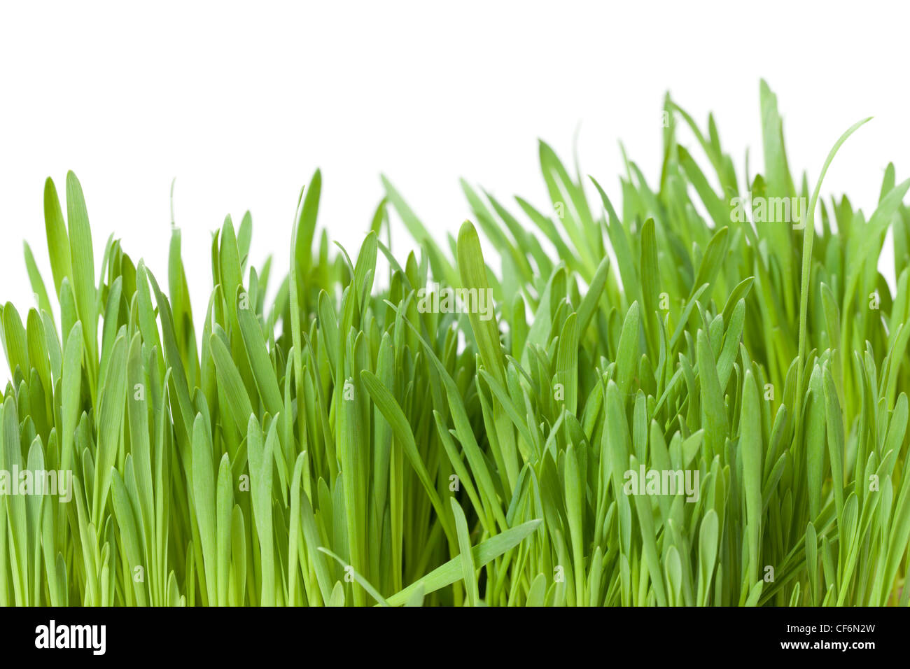 Spring green grass hi-res stock photography and images - Alamy