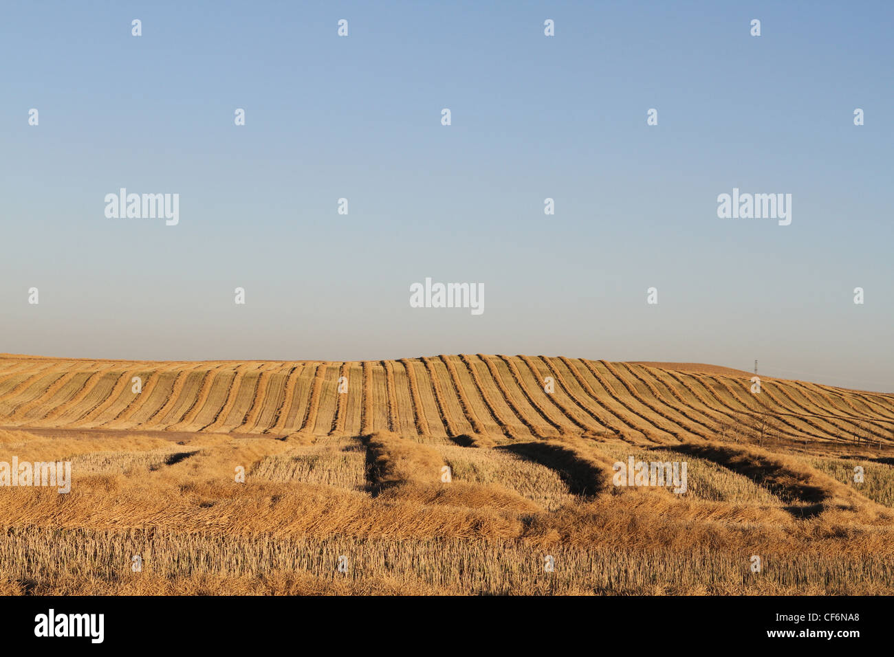 AGRICULTURE IN THE CANADIAN PRAIRIES GRAIN FARMING.  a field of swathed grain. Stock Photo